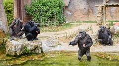 Chimpancs del Zoo de Barcelona se refrescan comiendo helado de zumo de frutas.