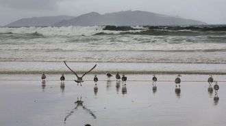 Gaviotas en la playa de A Lanzada, con la isla de Ons, donde tienen una de sus mayores colonias nidificantes, al fondo