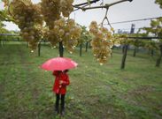 Las fuertes lluvias pueden causar da�os en la uva que todav�a est� sin vendimiar. 