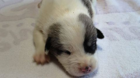 Viernes, uno de los cachorros para los que BeneCane busca un hogar