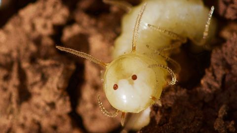 La larva de mosca azul mostrando la m�scara de termita en el momento de ser descubierta.