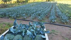 El brcol es uno de los cultivos ensayados en el terreno de la Fundacin TerrEO