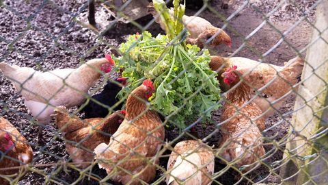 Imagen de un gallinero de Guitiriz cuyo dueo va a efectuar los trmites para darlo de alta.