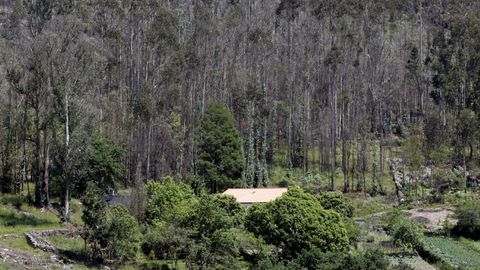 Los concellos deben controlar que los propietarios mantengan limpias la franja de 50 metros que rodea las casas 