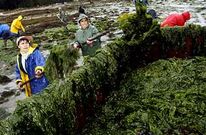 Mariscadoras de Vilanova recogen la marea de algas que hace a�o y medio inund� O Castelete