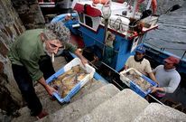 El pulpo, en la imagen una descarga realizada anteayer en Malpica, contin�a escaseando.