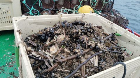 Restos vegetales retirados de los bancos marisqueros de Pontevedra
