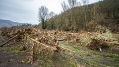 As� quedaron los terrenos de cultivo del kiwi en el Bajo Nal�n por el temporal de lluvia