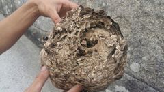 Nido de avispa asi�tica localizada en Ordes