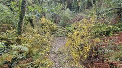 Varias ramas ca�das dificultan el transito por la pasarela del Bosque dos Veci�os (Oleiros).