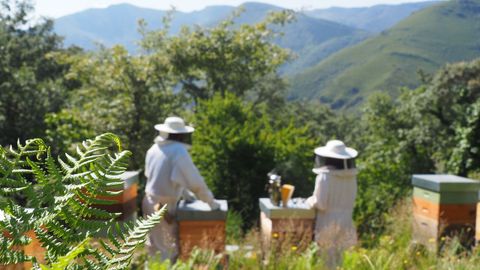 Todas as colmeas da empresa O Galeir�n est�n situadas na localidade de Mercur�n