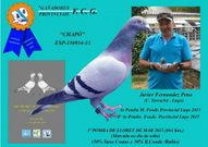 <span lang= es-es >Las haza�as de Chap�</span>. La paloma macho lleva dos a�os compitiendo y entrenando. Ahora, con unos excelentes resultados, se retira de las pruebas y su criador la dedicar� a procrear, junto a otras parejas de su palomar de Cela, en Outeiro de Rei. 