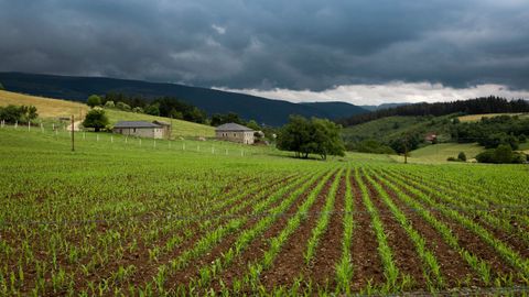 Imagen de archivo de cultivos en el campo, en Asturias
