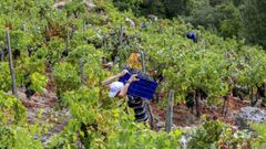 Vendimia, el a�o previo a la pandemia, en un vi�edo de la ribera del Mi�o en Chantada