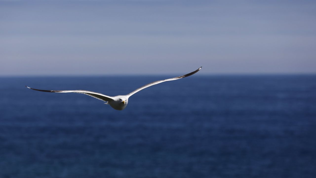 Detectados dos nuevos focos de gripe aviar en Vigo y Xove