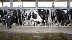 Vacas de raza frisona en una explotacin lctea de A Maria