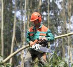 Trabajos forestales en el municipio de Ortigueira. 