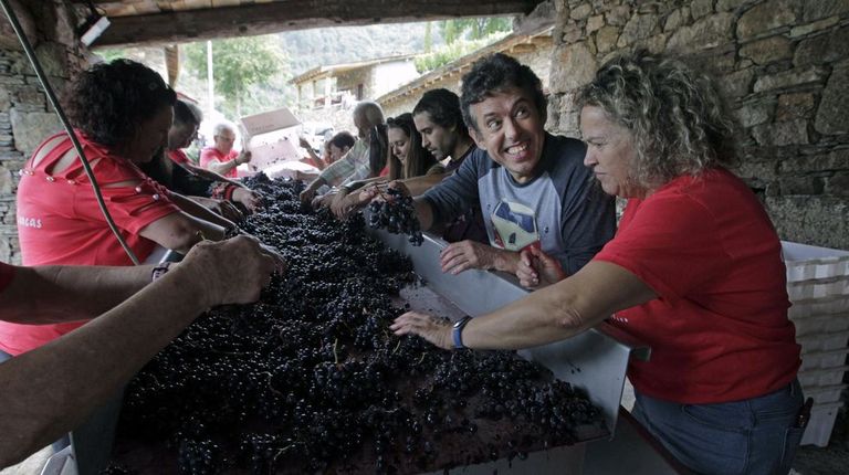 Visitantes en plena experiencia de vendimia en una bodega de la Ribeira Sacra, en una de las �ltimas ediciones del Vi�ob�s Vendima