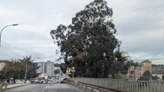 El eucalipto en O Burgo (Culleredo) ser� retirado el pr�ximo lunes.