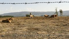 La imagen tomada en octubre pasado muestra un prado seco de San Mamede, en O P�ramo.