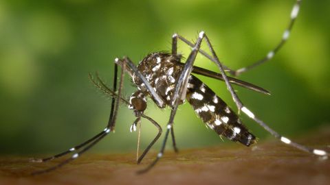 El mosquito aedes albopictu, vector del dengue