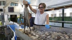 Un magn�fico pulpo gallego en la subasta en la lonja de Bueu, el 1 de julio del 2026, cuando reabri� la pesquer�a.