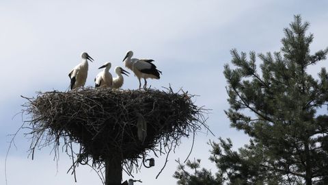 Centenares de cig&uuml;e&ntilde;as han muerto en el Manzanares por culpa de la gripe aviar