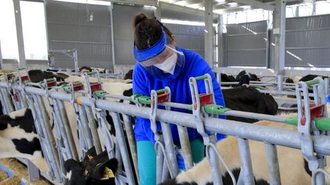 Alumnos de Veterinaria, haciendo pr�cticas en la Granxa Experimental do Leite 