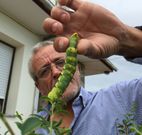 Manuel �lvarez, con la oruga gigante que descubri� en un seto de su cada, en Reverte (Ribadeo). 