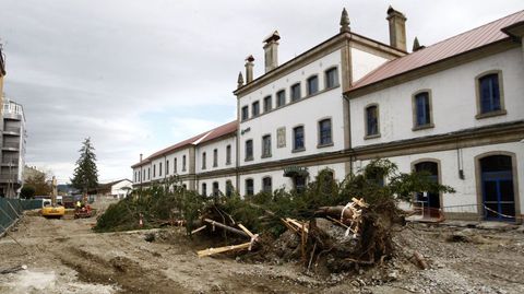 El viento derrib� este mi�rcoles los seis �rboles de m�s porte de la plaza de la Estaci�n
