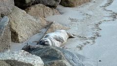 El ejemplar de foca gris descansa junto al muelle viejo del puerto de Laxe, en la playa del casco urbano.