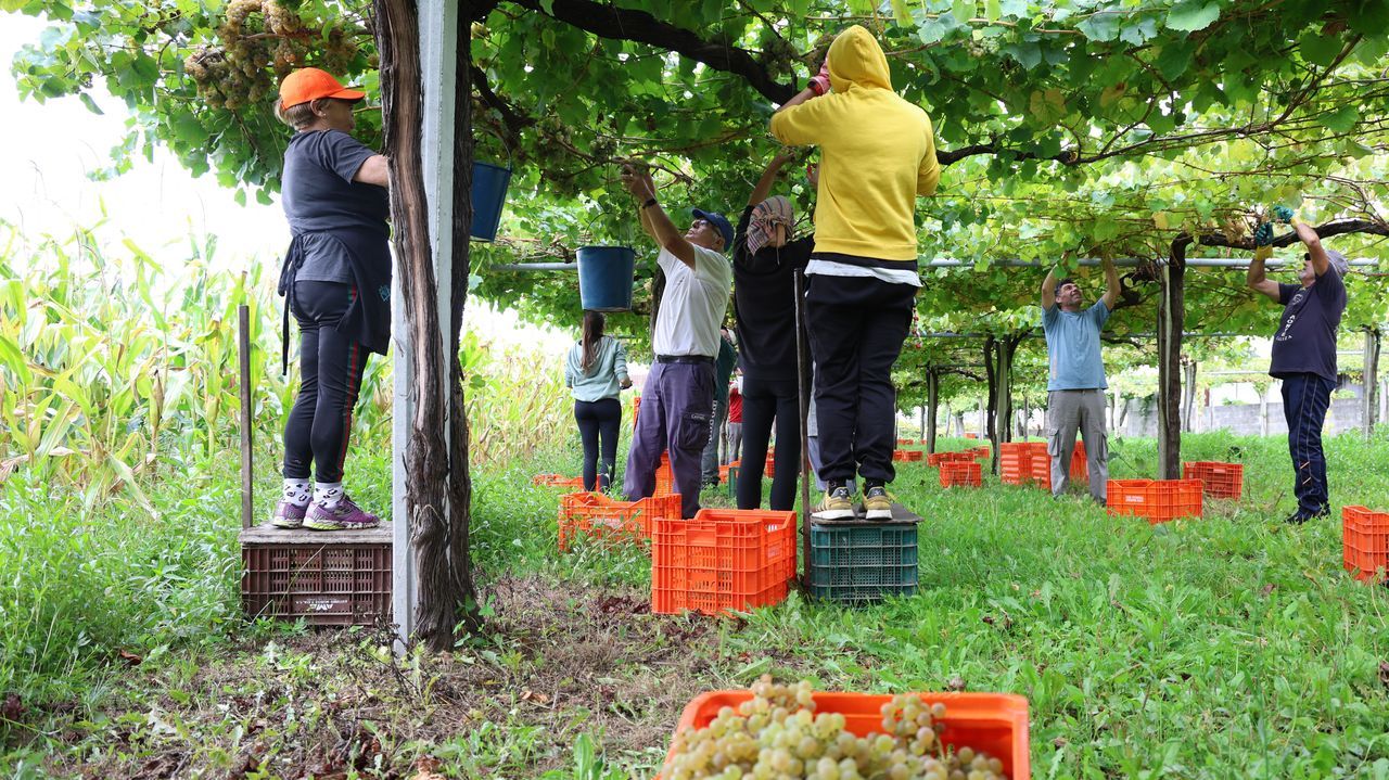 La vendimia se revoluciona: de los excedentes de Rías Baixas a los viticultores de Ribeira Sacra que no tienen comprador