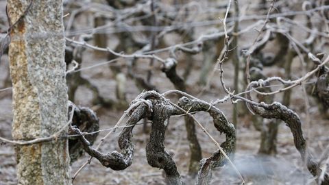 Detalle de un vi&ntilde;edo en O Ribeiro.