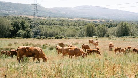 Imagen de archivo de unas vacas en la provincia de Ourense