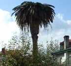 Esta palmera situada en Teis no es m�s que una muestra de las numerosas afectadas por la enfermedad. 