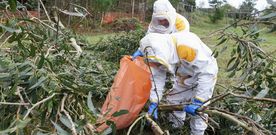 En cuando la colmena lleg� al suelo el operario de Tragsa descarg� contra las avispas cinco botes de insecticida. 