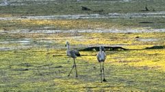 Dos flamencos en las salinas do Ull, en Vilaboa