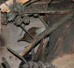 El troglodytes es el ave urbana viguesa m�s peque�a que existe.