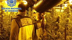La trama china que cultiv� un �bosque� de marihuana en un chalet