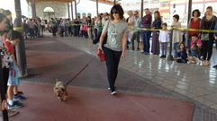 Un perro desfila en la segunda feria de la adopci�n de Langreo.Un perro desfila en la segunda feria de la adopci�n de Langreo 