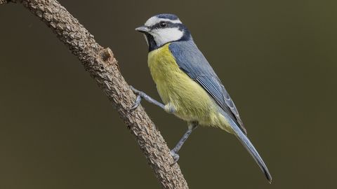 Cyanistes Teneriffae