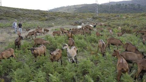 La escuela formar� en ganader�a extensiva caprina y ovina