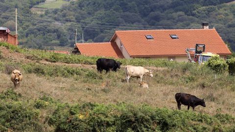 Varias vacas pastaban ayer en un prado de la parroquia de Pantn, en Valdovio