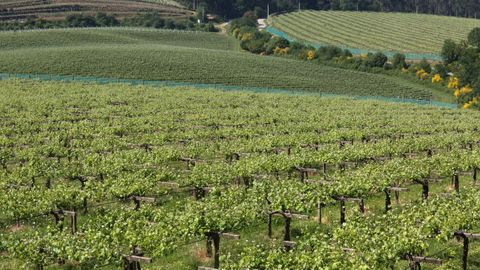 La falta de persona est� demorando tramitaciones administrativas que afectan al vi�edo de R�as�Baixas