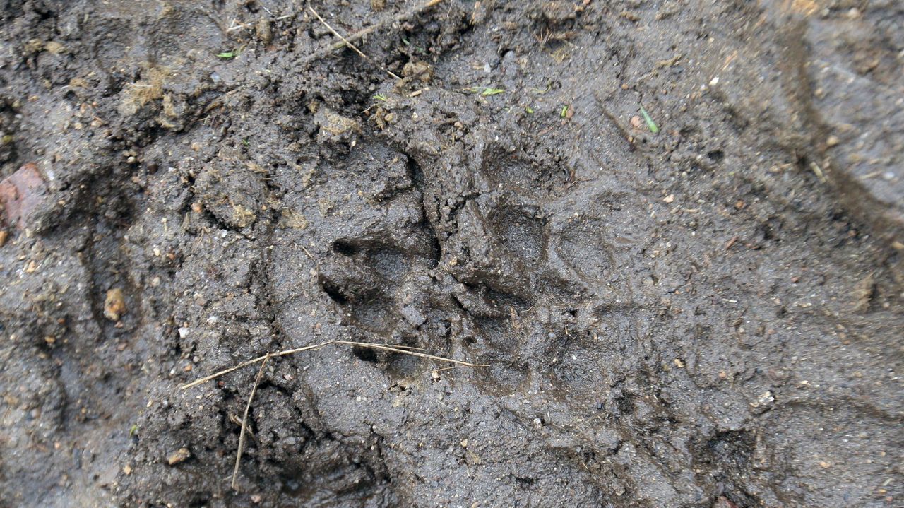 La Xunta convoca ayudas para la instalación de cierres fijos para prevenir de ataques del lobo este 2026