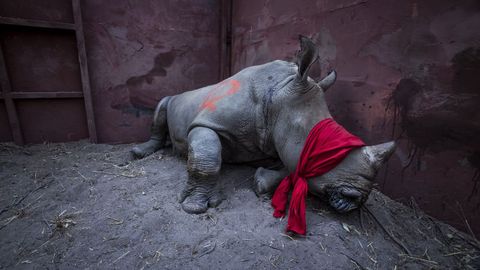 Fotograf�a cedida por la organizaci�n World Press Photo que muestra la imagen captada por el fot�grafo Neil Aldrige, ganador del primer premio de la categor�a �Environment - Singles�. La foto muestra a un joven rinoceronte blanco del sur, drogado y con los ojos vendados, a punto de ser liberado en la naturaleza en el delta del Okavango, Botsuana, el 21 de septiembre de 2017, despu�s de su traslado desde Sud�frica para protegerlo de los cazadores furtivos.