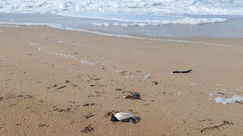 Uno de los frailecillos muertos que el mar empuj� a la playa de A Lanzada este invierno