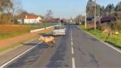 Un coche detenido en la calzada por el paso de una cabra, y otras pastando junto a la carretera