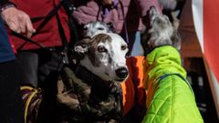 Concentraci�n en Toledo de miembros de la Plataforma no a la Caza, con sus perros, para protestar contra la nueva ley