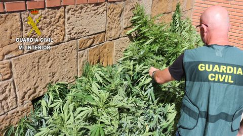 Plantaci�n de marihuana en Perlora-Carre�o